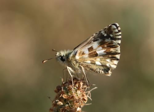Réf. 216 921 : Pyrgus sp.